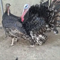بوقلمون برنز آمریکایی