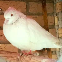 کفتر|پرنده|معصومیه, |دیوار