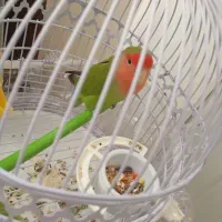 معاوضه کوتوله برزیلی نر ۷ماهه با دستی یا جوجه