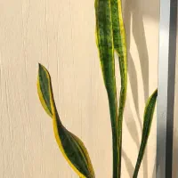 گل سانسوریا