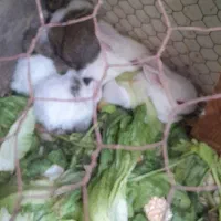 خرگوش