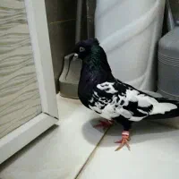 کفتر سینه جفت
