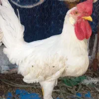 مرغ وخروس دوتا خروس یک عددمرغ