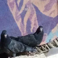 کفتر|پرنده|بم, |دیوار