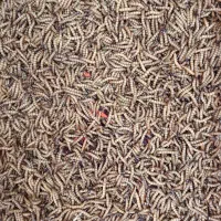 سوپرورم زنده و با کیفیت