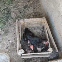 مرغ لاری کرچ شده