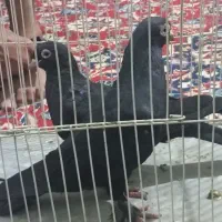 کبوتر زاغ ملقبی