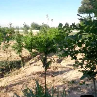 باغچه|خدمات باغبانی و درختکاری|قلعه نو, |دیوار