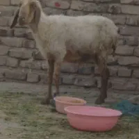 گوسفند|حیوانات مزرعه|پشتکوه (سیستان و بلوچستان), |دیوار