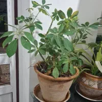 کاکدوس و گل