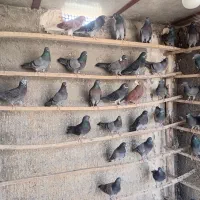 کبوتر