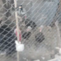 فروش بوقلمون