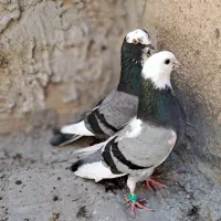 کبوتر پرشی