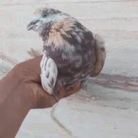 کبوتر