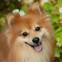 سگ پامر اصلی وارداتی