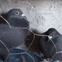 جفت زاغ پلاکی