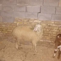 گوسفنددجیجه