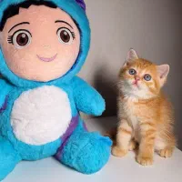 گربه بریتیش گارفیلدی بغلی