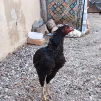 مرغ وخروس لاری