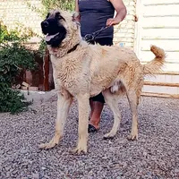 سگ سرابی نگهبان باشجره قوی