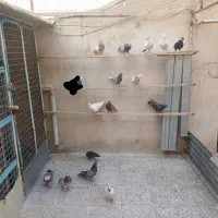 کفتر