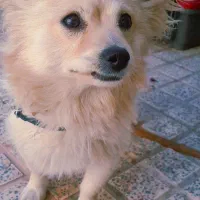 سگ گمشده