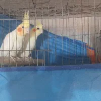 جفت عروس هلندی مولد