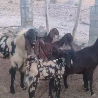 فروش بز پاکستانی