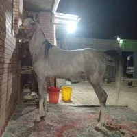 اسب مادیون