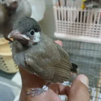 جوجه قناری