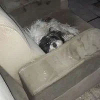 سگ نژاد اصل
