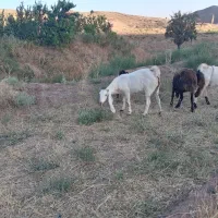 بزگلابی جوان ونربزجوان