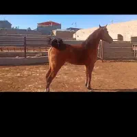 اسب|اسب و تجهیزات اسب‌سواری|قم, نیروگاه|دیوار