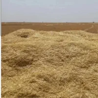 کاه گندم فروشی