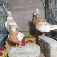 نروماده دم زرد ویک جفت جوجه