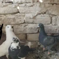 کبوتریاپرنده
