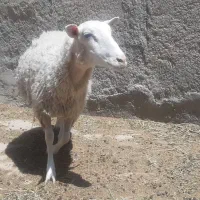 شیشگ رومن فرانسه
