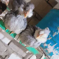 فروش تخم نطفه دار گلین فول ریش کاکل