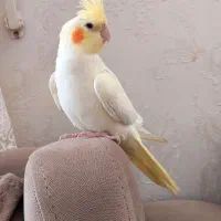 جوجه عروس لپ سرخ. تخفیف خوب پای کارتخوان
