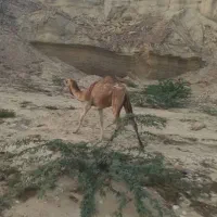 شتر ۳سال