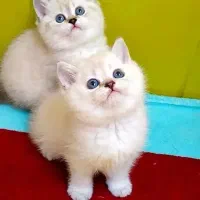 (مجموعه گر*به اشرافی/cat گوگولی+