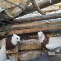 کفتر کبوتر طوقی پشت هفت‌رنگ