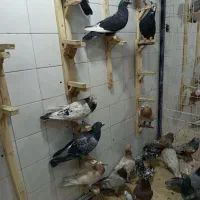 کفتر پلاکی رنگی