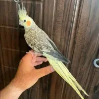 عروس هلندی گلباقالی ماده