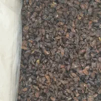 کشمش افتابی کاشمر