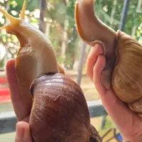 حلزون مولد جهت کلاژن جوانسازی