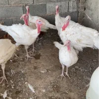 بوقلمون