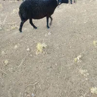 فروش گله میش