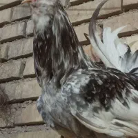 خروس گلین