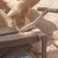 یک عدد عددنمیچه مرغ